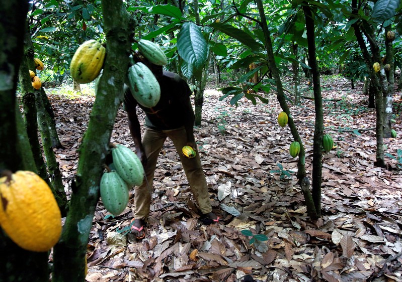 Abundant Rains Offer Good Prospects For Main Ivory Coast Cocoa Crop Farmers July 08 2019 At 7591