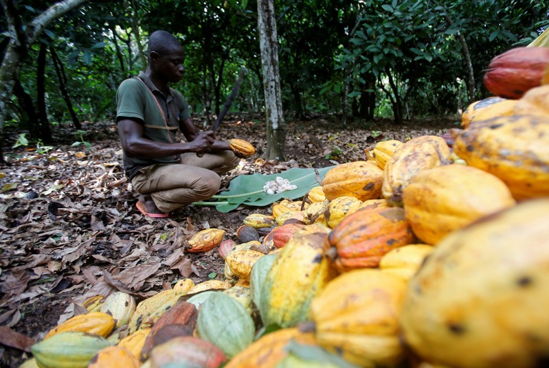 Ivory Coast Farmers Worry About Impact Of Heavy Rains On Cocoa Crop October 29 2019 At 0344 9889