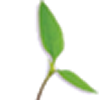 Logo Ontario Plants Propagation Ltd.
